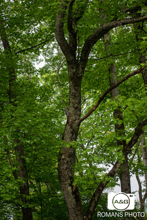 Image-11